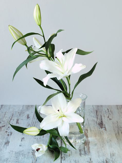 Casablanca Lilies, Lily Arrangement, Casablanca Lily, Lily Centerpieces, Wilted Flowers, Lily Wedding, Asiatic Lilies, Stargazer Lily, Lily Bouquet