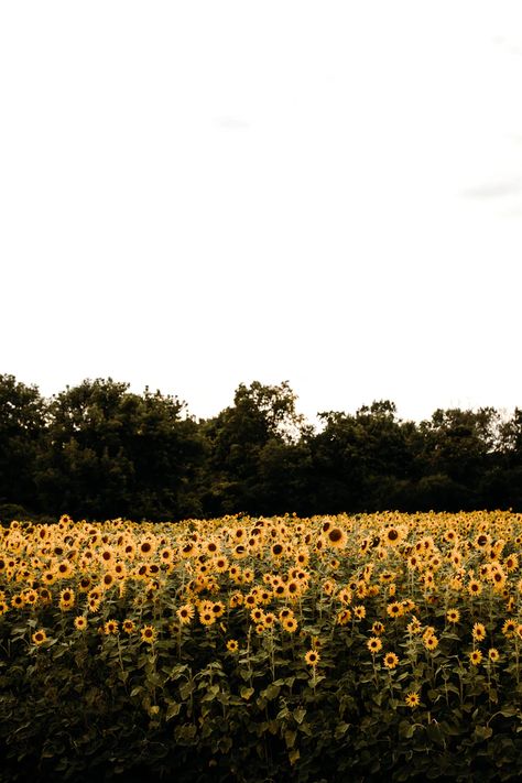 yellow sunflower field during daytime photo – Free Plant Image on Unsplash Autumn In Korea, Sunflower Farm, Plant Images, Sunflower Wallpaper, Sunflower Field, Hippie Wallpaper, Sunflower Fields, Yellow Sunflower, Yellow Aesthetic