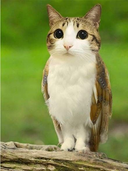 . Animal Mashups, Photoshopped Animals, Hybrid Cat, Owl Cat, Mean Cat, Weird Animals, Silly Cats, Fantastic Beasts, Cat Pics