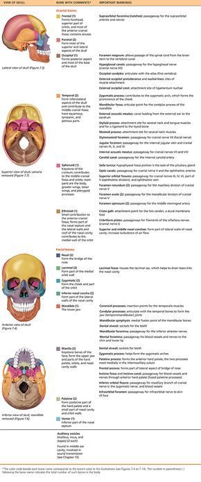 PART 1 THE AXIAL SKELETON - 7.1 The skull consists of 8 cranial bones and 14 facial bones: Human Anatomy and Physiology Cranial Bones, Bones Human, Axial Skeleton, Anatomy Head, Human Skeleton Anatomy, Facial Bones, Skull Anatomy, Anatomy Bones, Craniosacral Therapy