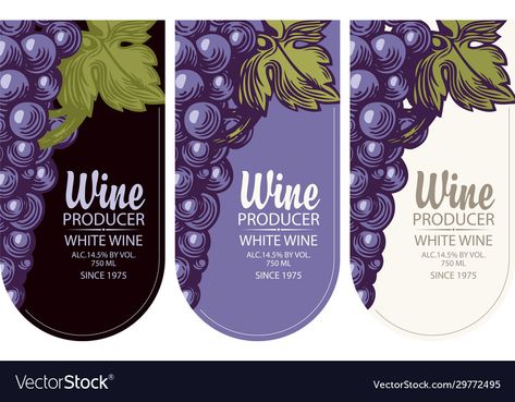 Grape Wine, Grape Design, Wine Label Design, Flat Vector Illustration, Olivia Munn, Wine Labels, Wine Collection, Flat Vector, Wine Label