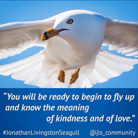 Seagull Spiritual Meaning, Seagull Quotes, Jonathan Livingston Seagull Quotes, Vision Mapping, Jonathan Livingston Seagull, Spirit Animal Meaning, Animal Meanings, Cat Advice, Spirit Animal Totem