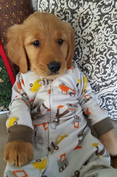 Golden Retriever puppy in pajamas pj's Puppies In Pajamas, Golden Retriever Puppies, Golden Retriever Mix, Golden Puppy, Retriever Puppies, Golden Retriever Puppy, Retriever Puppy, Dogs Golden Retriever, Retriever Dog