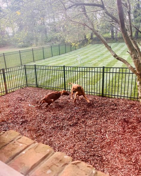 Re-Sodding the Backyard Has a Huge ROI | Apartment Therapy Mulch Backyard For Dogs, Small Yard For Dogs, Dog Section Backyard, Large Dog Run Ideas Backyard, Backyard For Dogs Landscapes, Dog Outside Area, Dog Kennels Ideas, Dog Runs Ideas Backyard, Muddy Yard Solutions Dogs