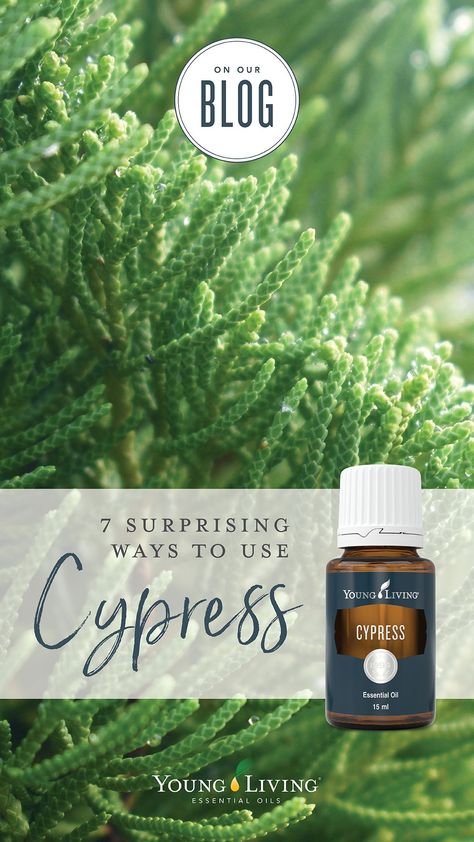 Young Living Cypress, Manuka Essential Oil, Essential Oils For Breathing, Massage Oil Blends, Young Living Oils Recipes, Living Oils Recipes, Healthy Shiny Hair, Cypress Oil, Cypress Essential Oil