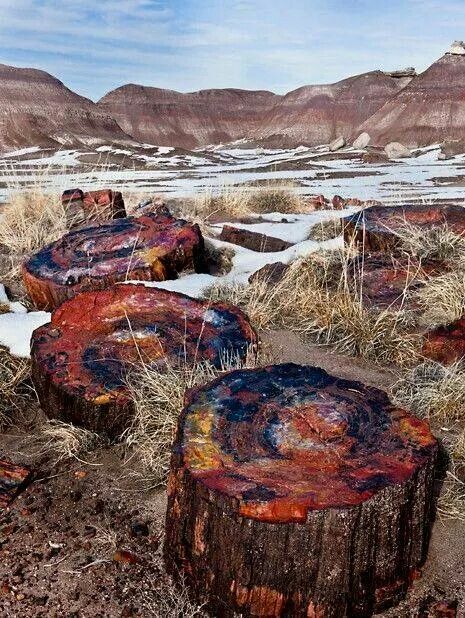 Beautiful colors Petrified Forest National Park, Tree Stumps, Petrified Forest, Petrified Wood, Science And Nature, Amazing Nature, The Tree, Natural Wonders, Nature Beauty