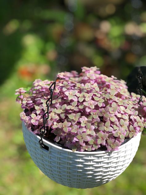 Beautiful plant #Callisia #Pink lady Pink Lady, Pink Ladies, Fruit, Plants, Pink