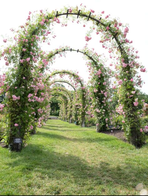 Formal Garden Design, Grape Plant, Rose Garden Design, Estate Garden, Red Blossoms, Formal Garden, Pink Garden, Climbing Roses, Natural Garden