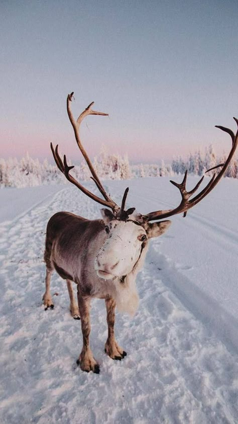 Hard At Work, Ready For Christmas, Merry Christmas To All, Forest Friends, Travel Photo, Winter Wonder, Santa And Reindeer, Sweet Animals, Christmas Aesthetic