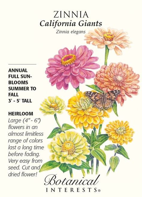 Plant Night, Full Sun Annuals, Zinnia Seeds, Botanical Interests, Zinnia Garden, Zinnia Flowers, Bulbs Indoor, Fruit Seeds, Tall Plants