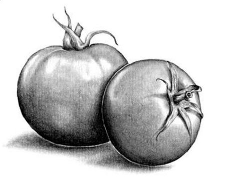 Fruits Pencil Sketch, Tomato Sketch, Typography Book Layout, Tomato Drawing, Carrot Drawing, Drawing Basics, Third Grade Art, Charcoal Artwork, Vegetable Drawing