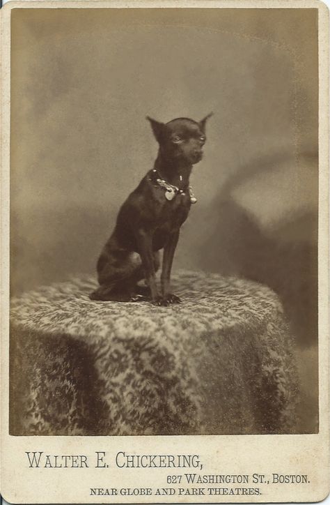 c.1880s cabinet card of miniature pinscher wearing a collar with a bell and heart-shaped padlock. Photo by Walter E. Chickering, 627 Washington St., Boston. From bendale collection Chihuahua Photography, Vintage Chihuahua, Victorian Cabinet, Min Pin, Miniature Pinscher, Cabinet Card, Chihuahua Love, Vintage Dog, Weird Animals