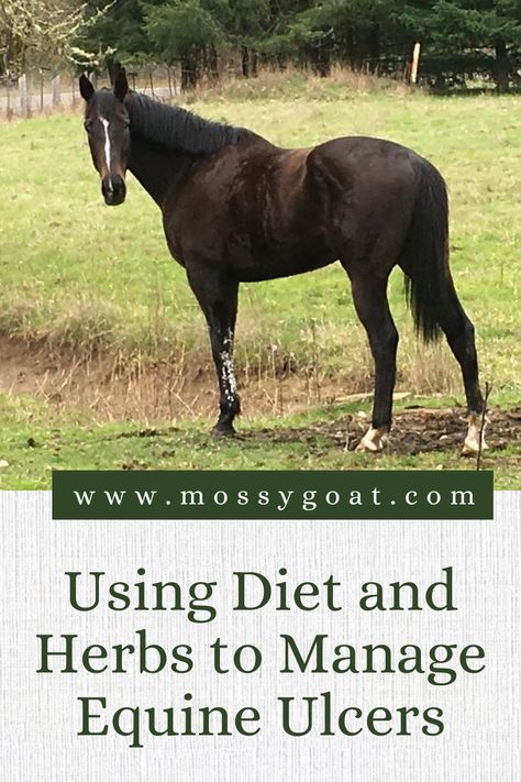 Learn how to manage ulcers in our equine friends at www.mossygoat.com #horse #horsecare #holistichorsemanship #deowrm #herbalhorse #homesteading Ulcer Diet, Farm Pets, Equine Veterinarian, Diet Changes, Equine Nutrition, Easy Diet, High Calcium, Stomach Ulcers, Horse Tips