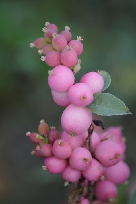 Check out the beautiful cut stems from Symph. Coral Berry Sweet taken today. Botanical Photos, Hot Garden, Coral Berry, Flower Garden Pictures, Pink Passion, Fruit Photography, Delicate Flowers, Wild Berry, Flower Illustration