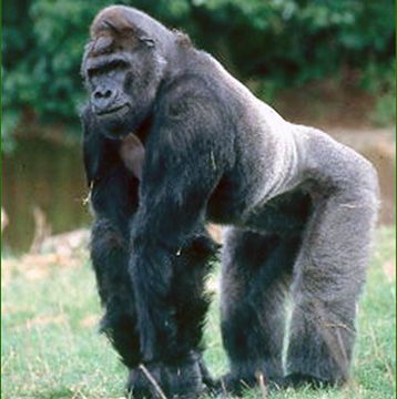 Ivan the gorilla zoo Atlanta passing Ivan The Gorilla, Zoo Atlanta, One And Only Ivan, Silverback Gorilla, Mountain Gorilla, Savannah Cat, Great Ape, Rain Forest, The Zoo