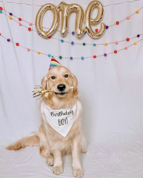 Dog Birthday Photoshoot, Dog Birthday Pictures, Golden Retriever Birthday, Dog First Birthday, Reversible Dog Bandana, First Birthday Pictures, Dog Photoshoot, Dog Stuffed Animal, Puppy Birthday