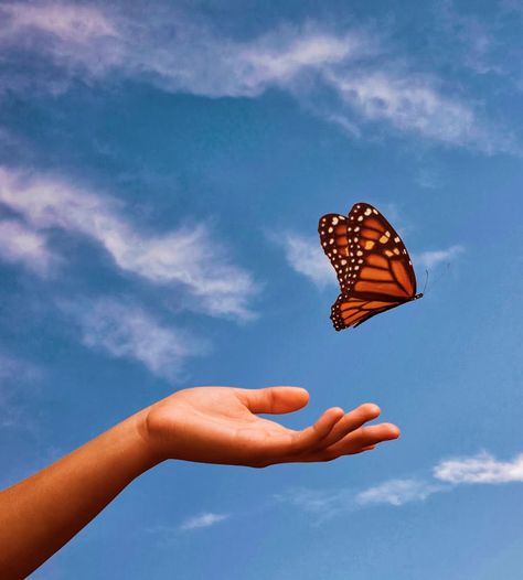 Butterfly release Photo Papillon, Poem A Day, Butterfly Images, Butterfly Photos, Butterflies Flying, Butterfly Pictures, Butterfly Theme, Butterfly Drawing, Mirror Painting