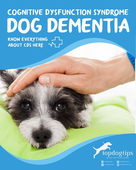 It's also known as dog dementia 🧠. It's a condition that affects older dogs and can cause changes in their behavior and mental abilities. If you think your dog might have CDS, talk to your vet 👩‍⚕️. There are treatments available that can help 💊. Sick Dog Remedies, Dog Behavior Training, Dog Remedies, House Training Dogs, Sick Dog, Dog Brain, Dog Tips, Best Dog Training, Dog Facts