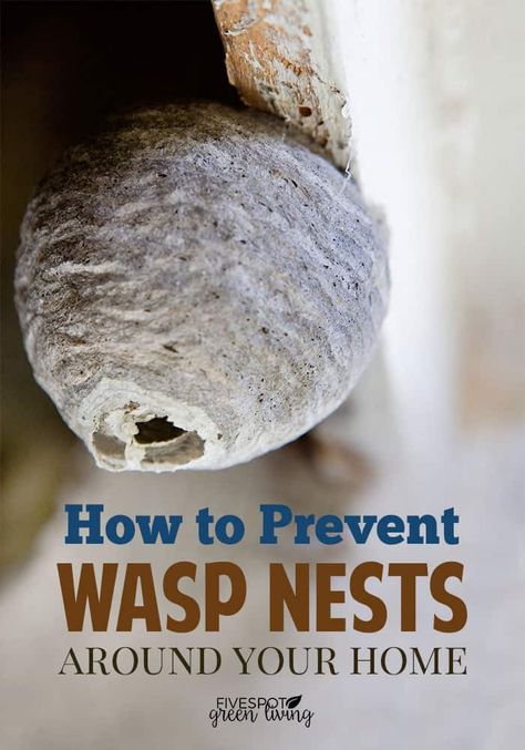 Wasp Repellent, Get Rid Of Wasps, Wasp Nest, Best Pest Control, Flea Prevention, Types Of Insects, Bug Control, Bees And Wasps, Natural Pest Control