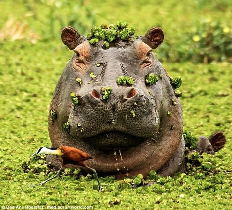 He's behind you! The hippo is seen raising his head above the water  inches away from the African Jacana bird Jacana Bird, Cute Hippo, Okavango Delta, Nature Wildlife, African Wildlife, Wildlife Animals, Hippopotamus, African Animals, African Safari