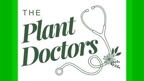 The Plant Doctor – Radko Tichavsky - May 2023 - Radko Tichavsky Plant Doctor, Plant Installation, Plant Logos, Houseplant Care, Plant Nutrients, Plant Diseases, Symbiotic Relationships, Cedar Trees, Olive Trees