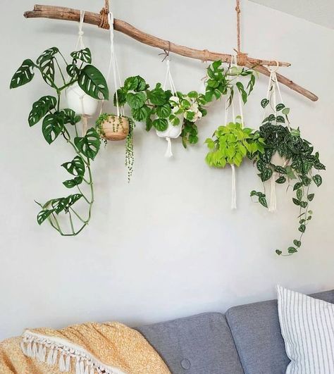 نباتات منزلية, Deco Nature, Plant Decor Indoor, House Plants Decor, Room With Plants, Deco Floral, House Plants Indoor, Diy Plants, Plant Mom