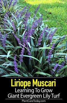 Liriope Muscari Care: Learning To Grow Giant Evergreen Lily Turf Liriope Plant, Lily Turf, Liriope Muscari, Flowers Growing, Flower Landscape, Beautiful Flowers Garden, Garden Yard Ideas, Garden Borders, Gardening Landscaping