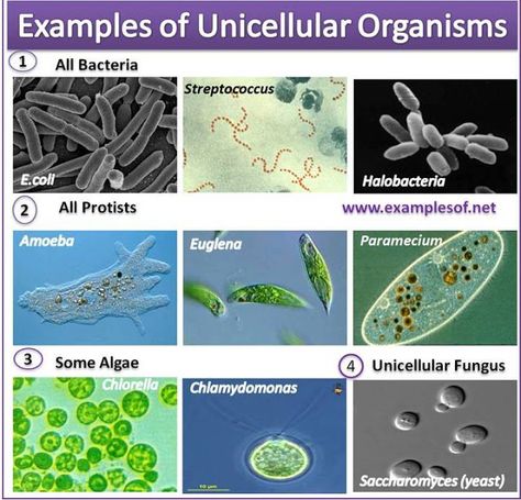 Examples of Unicellular Organisms Unicellular Organisms, Characteristics Of Living Things, Biology Plants, Plants Worksheets, Science Cells, Learn Biology, Biology Revision, High School Biology, Secondary Science