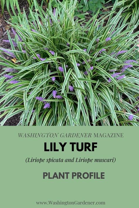 Liriope spicata and Liriope muscari are also known as Lily Turf or Monkey Grass. They are tough, low-maintenance plants that are commonly used for an evergreen groundcover. They are hardy from USDA Zones 4-10 and native to Asia.... See the full plant profile at https://washingtongardener.blogspot.com. Lily Turf Landscaping, Lily Turf Plant, Liriope Plant, Lily Turf, Monkey Grass, Liriope Muscari, Evergreen Groundcover, Ground Cover Plants, Low Maintenance Plants