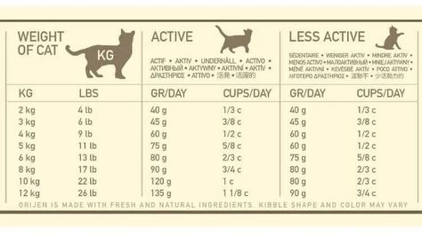 Cat Feeding Chart, Cat Feeding Schedule, Feeding Kittens, Obese Cat, Cat Diet, Best Cat Food, Cat Nutrition, Healthy Cat, Senior Cat