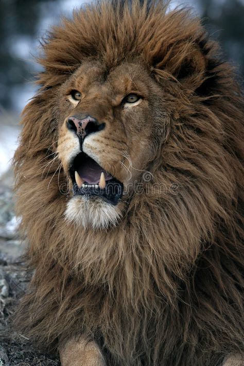 Barbary lion, Panthera leo leo royalty free stock photography Barbary Lion, Asiatic Lion, Panthera Leo, Male Lion, Cat Sketch, African Lion, Lion Pictures, Cat Facts, Stock Photography Free