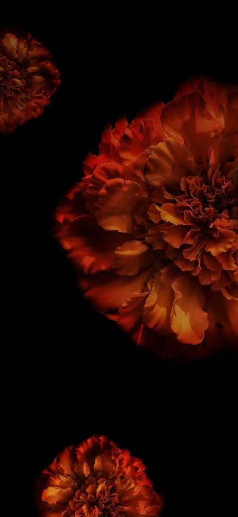 Dark wallpaper, flower wallpaper Marigold Wallpaper Iphone Wallpapers, Moody Flowers Aesthetic, Dark Flower Photography, Chinese Flowers Wallpaper, Edgy Wallpaper Aesthetic Iphone, Flower With Black Background Wallpaper, Dark Flower Aesthetic Wallpaper, Fall Flower Wallpaper, Dark Autumn Wallpaper