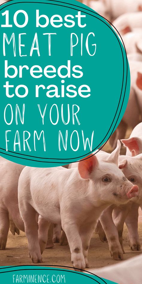 Best Pigs To Raise For Meat, Raising Meat Pigs, Meat Pigs Breeds, Shelter For Pigs, Raising A Cow For Meat, Raising Hogs For Meat, Raising Cows For Meat, Raising Pigs For Meat, Pig Symbolism