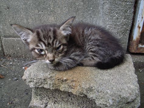 A poor, sick, homeless kitten - https://flic.kr/p/XFAue | Kitten Sick Cat Cute, Sick Kitty, Sleet Kitten Aesthetic, Kittens Screaming, Sick Kitten, Animal Drawings, Adoption, Kittens, Drawings