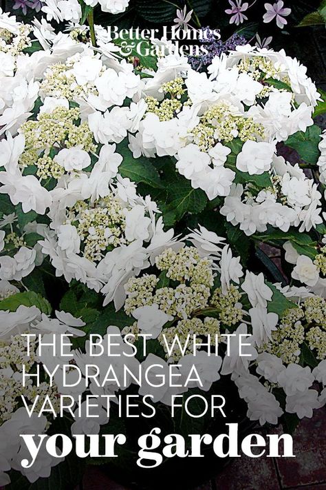 Invincible Wee White Hydrangeas, White Hydrangeas Garden, Landscaping With Limelight Hydrangeas, Fairytale Bride Hydrangea, Fairytrail Bride Hydrangea, White Wedding Hydrangeas, White Hydrangea Landscaping, Hydrangeas In Front Of House, Hydrangea In Winter