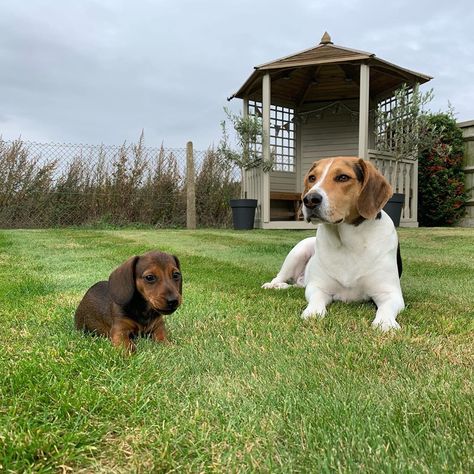 Wishing we was doing this today but were wrapped up in the warm!  #beagle #hound #daschund #shadedred #brother #bro... Beagle Hound, Labrador Retriever, Labrador, Dogs, Animals, Beauty