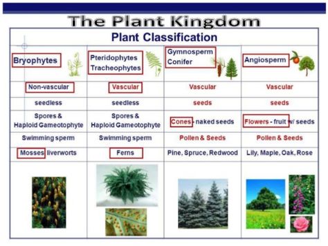 Plant Classification, Biology Worksheet, Kingdom Plantae, Teaching Biology, Vascular Plant, Homeschool Science, Green Plants, School Activities, Botany