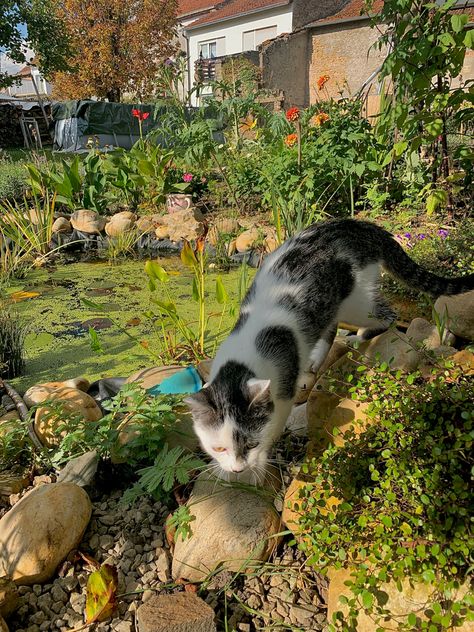 #cat #summer #spring #garden #aesthetic #sunny #sun #nature #pond Cat Pond, Nature Pond, Summer Cats, Witchy Garden, Summer Cat, Cat Summer, Mermaid Room, Sun Nature, Garden Aesthetic