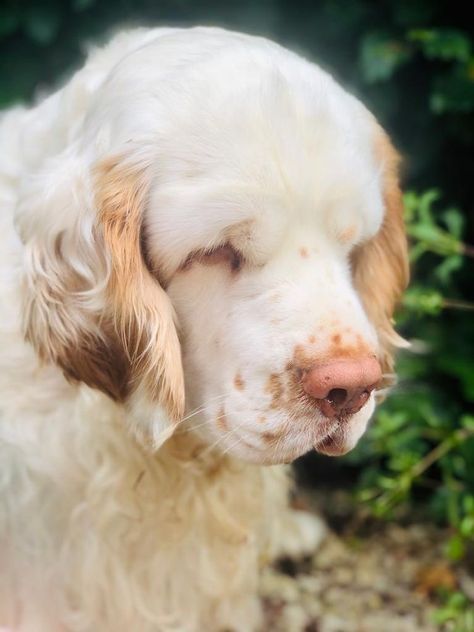 Clumber Spaniel Puppy, Clumber Spaniel, Dog Motif, Pretty Dogs, Pretty Animals, Silly Animals, Cute Little Animals, Animals Friends, Cat Pics