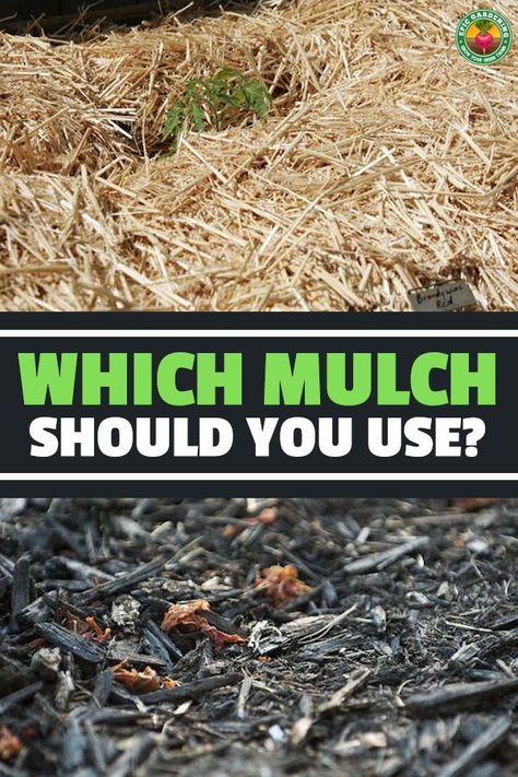 Garden Mulch, Straw Mulch, Types Of Mulch, Organic Mulch, Yard Waste, Home Vegetable Garden, Soil Improvement, The Soil, Raised Garden