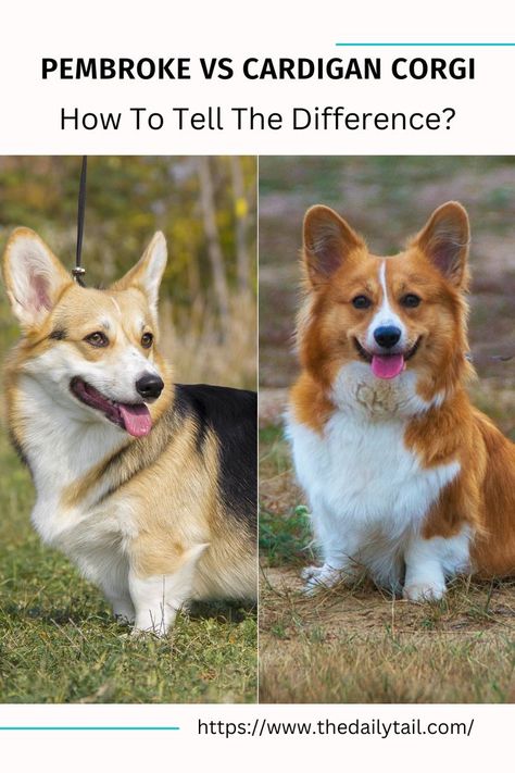 Pembroke vs Cardigan Corgi – How To Tell The Difference? Corgi Dog Breed, Cardigan Corgi, Corgi Pembroke, Corgi Dog, Dog Behavior, Queen Elizabeth Ii, Dog Breed, Queen Elizabeth, The Queen