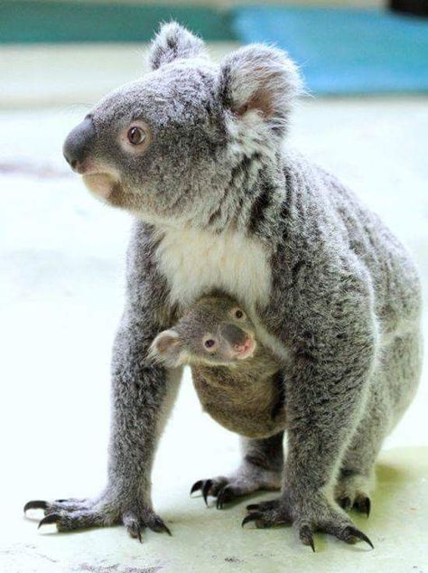 Koala Bears, Animal Home, Cute Koala, Baby Koala, Learn Facts, Home Video, Monkeys Funny, Zoo Animal, Australian Animals