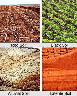 Soil Black Soil Image, Soil Images, Types Of Soil Project, Types Of Soils, How To Test Ph Level Of Soil, Types Of Soil In India Map, Alluvial Soil, Dr Ambedkar, Ark Ideas