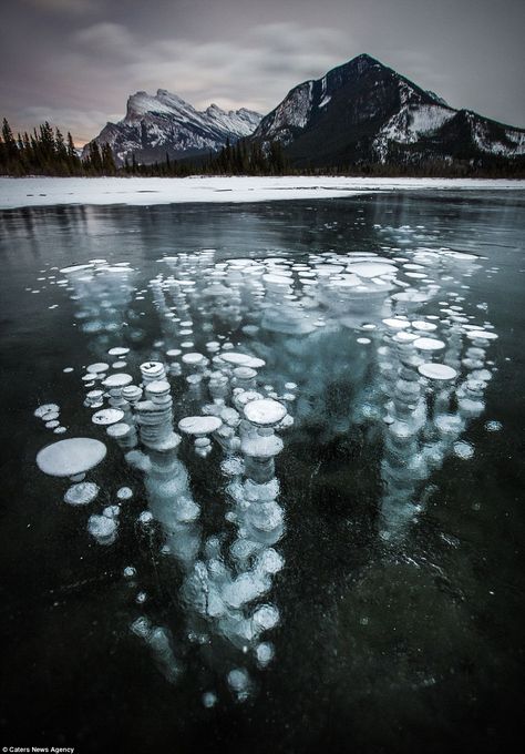 A photographer has captured amazing images of methane bubbles in Banff National Park in Alberta, Canada. Pictured are some methane gas bubbles underneath Vermillion Lake Canadian Lakes, Frozen Bubbles, Vermillion Lakes, Banff National Park Canada, Have Inspiration, Banff National Park, Jolie Photo, Nature Landscape, Amazing Nature