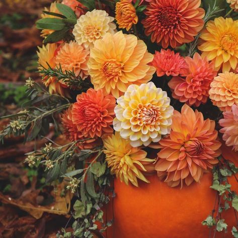 Autumn Dahlia, Bouquet Garden, Dahlia Flowers, Halloween Flowers, Dahlia Flower, Have Some Fun, Painting Inspiration, Dahlia, A P