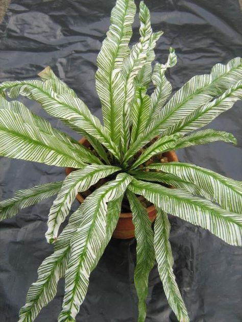 Asplenium nidus variegated form $35 Variegated Birds Nest Fern, Unique Indoor Plants, Unique House Plants, Rare House Plants, Asplenium Nidus, Cactus House Plants, Plant Goals, Making Plant Pots, Pond Plants