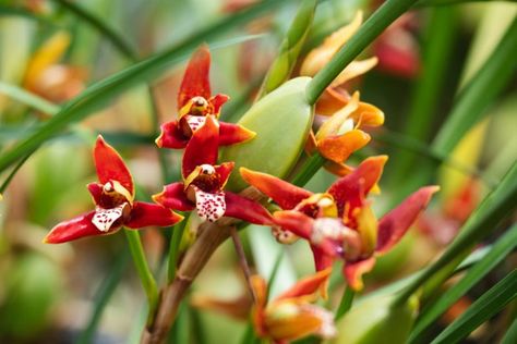 Baby Orchid, Orchid Fertilizer, Orchid Leaves, Evergreen Garden, Air Plants Care, Growing Orchids, Dendrobium Orchids, Red Blossoms, Blue Orchids