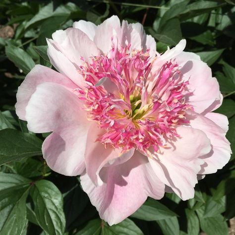 Do Tell Peony, Paeonia Lactiflora, Longwood Gardens, Flower Inspiration, Photo Location, Pennsylvania, Peonies, Roses, Square