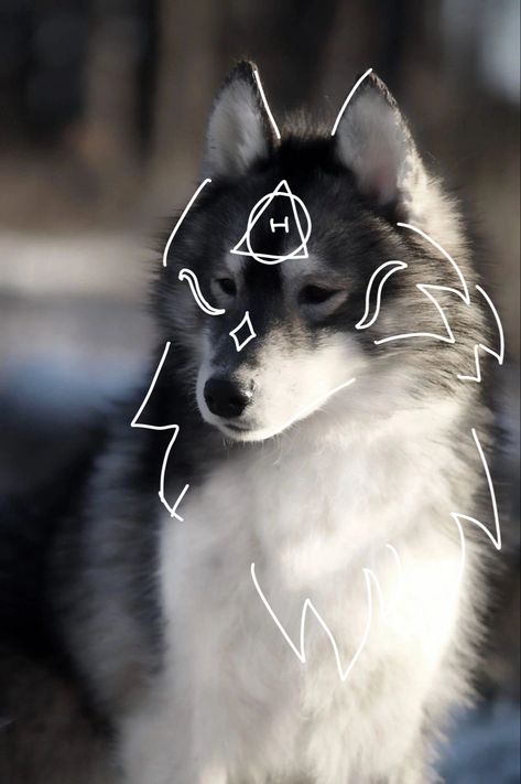 Therian profile pic Pet Wolf, Shiloh Shepherd, Wolf Mask, Emo Pfp, Arctic Wolf, Looking For Friends, Maybe In Another Life, Sonic Funny, Wolf Pictures