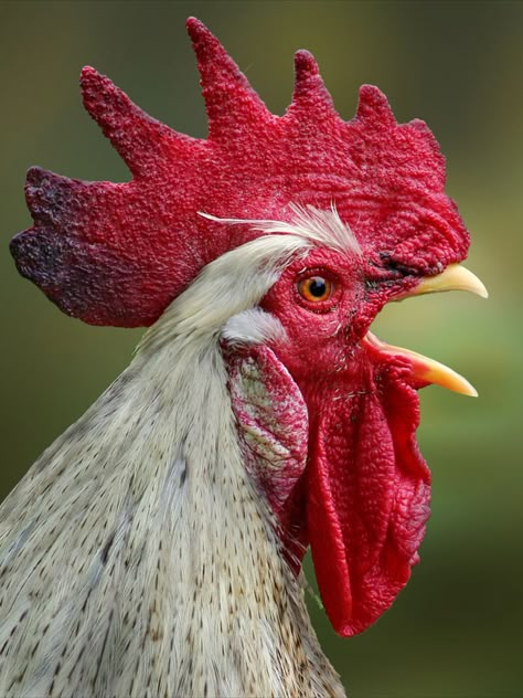 Rooster Reference Photo, Rooster Photography, Rooster Photo, Chicken Photography, Chicken Photos, Rooster Images, Regard Animal, White Rooster, Chicken Pictures